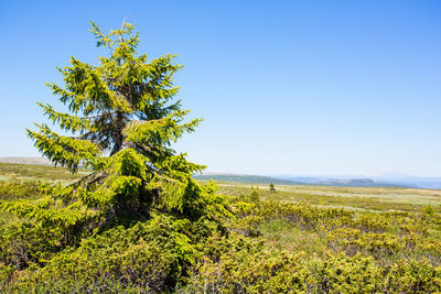 Plants growing on land against clear blue sky