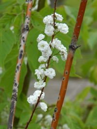 Close-up of white flowers on tree