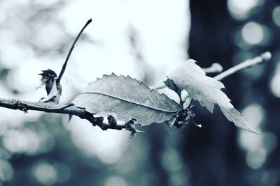 Close-up of raindrops on leaves