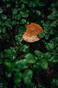 Close-up of mushrooms growing on tree