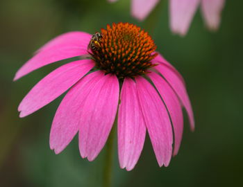 Close-up of pink flower