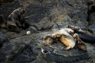 Sheep resting on rock