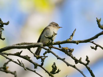 Low angle view of bird perching on tree