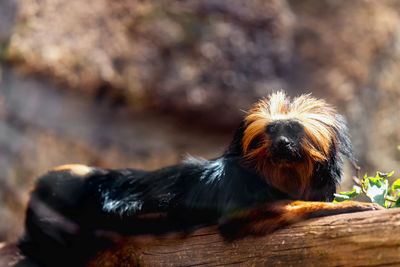 Low angle view of tamarin monkey sitting on wooden log