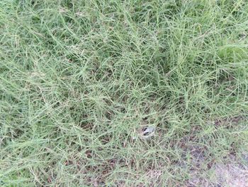 Full frame shot of green plants on land