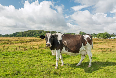 Cow standing in a field