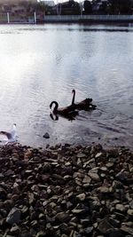 Swan swimming on lake