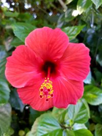 Close-up of red hibiscus