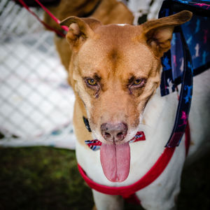 Close-up portrait of dog