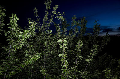 Low angle view of trees against sky at night