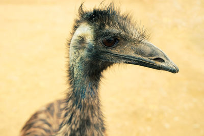 Close-up of a bird looking away