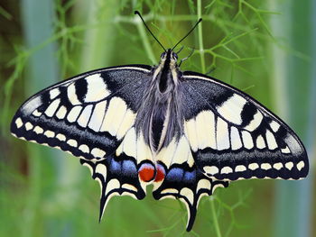 Close-up of butterfly against blurred background