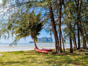 Trees on beach against sky