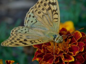 Close-up of butterfly pollinating on flower