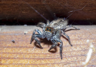 Close-up of spider