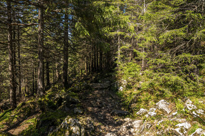 Trees in forest