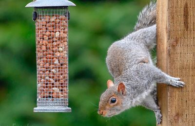 Close-up of squirrel on wooden post