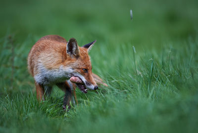 Fox standing on field