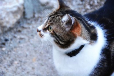Close-up portrait of cat