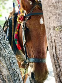 Close-up of horse on tree