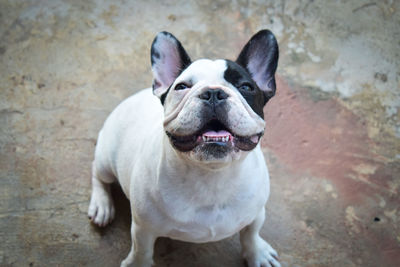 High angle view of dog standing outdoors