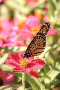 Close-up of butterfly pollinating on pink flower