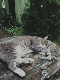 Sleeping cat