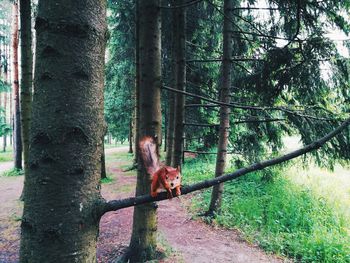 Portrait of monkey on tree trunk in forest