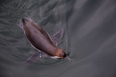 High angle view of duck swimming in lake