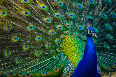 Full frame shot of peacock