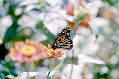 Close-up of butterfly pollinating on flower