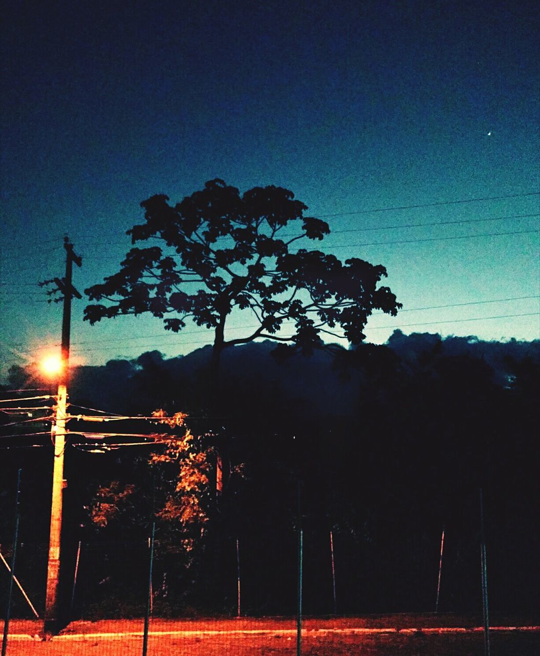 LOW ANGLE VIEW OF TREES AGAINST SKY AT NIGHT