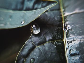 Close-up of water drops on leaf