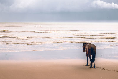 Horse standing on beach