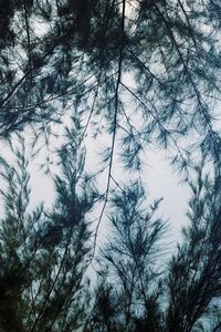 Low angle view of trees against sky