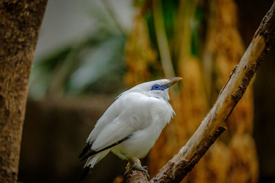 Close-up of white bird perching on branch