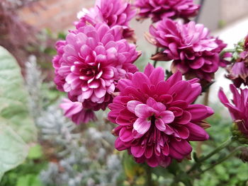 Close-up of pink flowering plant