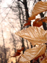 Close-up of leaves on tree