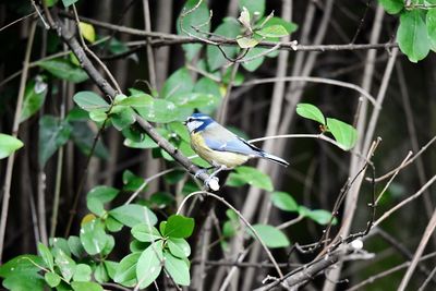 Bird perching on a branch