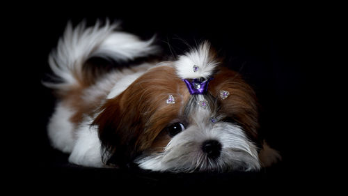 Portrait of dog over black background