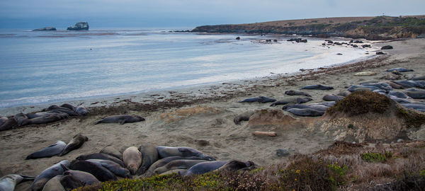 Scenic view of beach