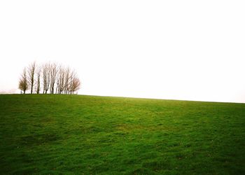 Trees on field against clear sky