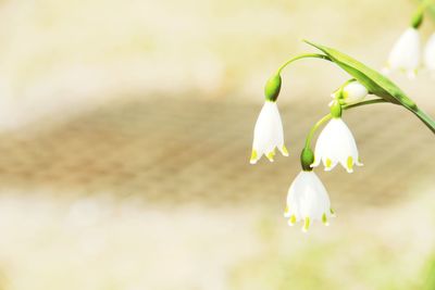 Close-up of white flowering plant