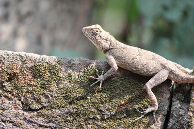 Close-up of lizard