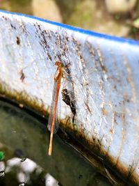 Close-up of insect on a lake