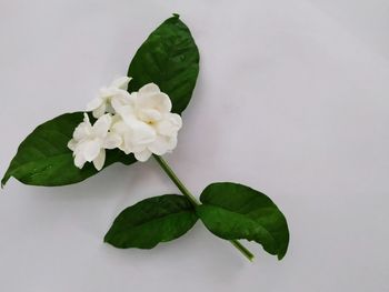 Close-up of flowering plant against white background