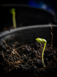 Close-up of small plant growing in mud