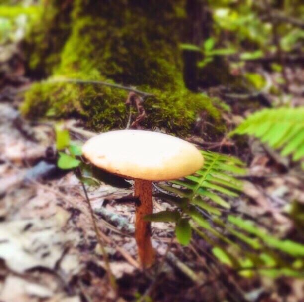 MUSHROOMS GROWING IN FOREST