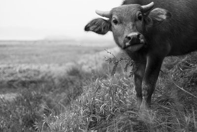 Portrait of cow on field against sky