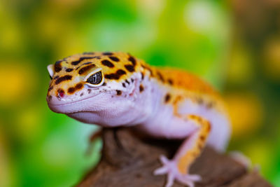 Close-up of a lizard